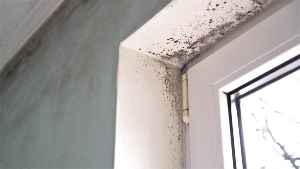 Best Insurance-Related Mold Remediation in Flower Mound, TX