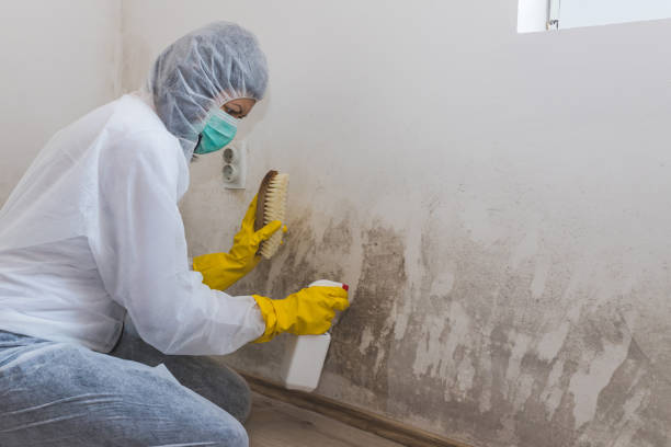 Best Bathroom Mold Remediation in Flower Mound, TX
