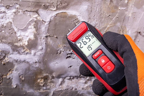 Best Black Mold Remediation in Flower Mound, TX