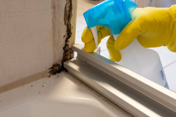 Best Post-Flood Mold Remediation in Flower Mound, TX