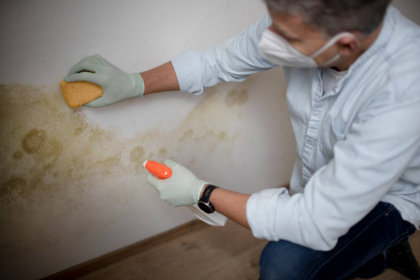 Best Commercial Mold Remediation in Flower Mound, TX
