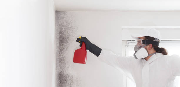 Best Residential Mold Remediation in Flower Mound, TX