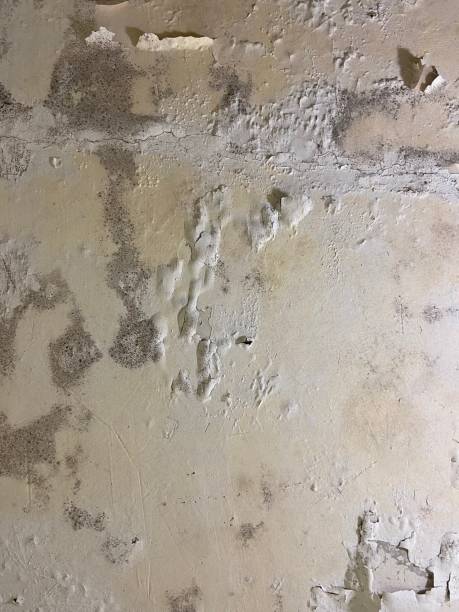 Best Residential Mold Remediation in Flower Mound, TX