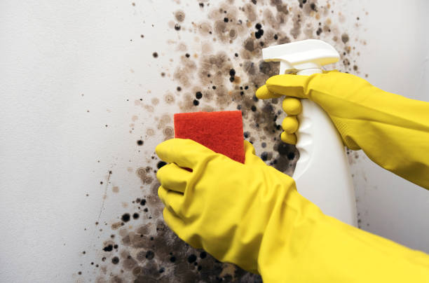 Trusted Flower Mound, TX Mold Remediation Experts